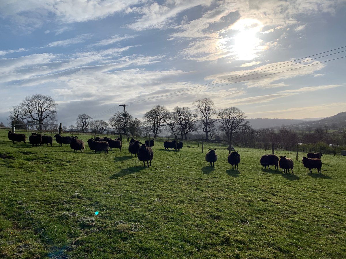 LivinFleeceFloc's tweet photo. Beautiful morning checking the ewes a few are now bagged up with milk &amp; getting ready to blow ! #NativeBreeds #GoNative #Hebreideansheep #lamb19 #everylambcounts https://t.co/DvtO4z6R1C