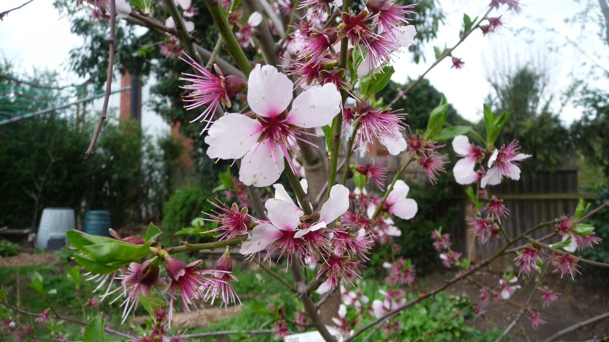 katesandison's tweet image. I love Priory Park Community Gardens in Hornsey - if only all wasteland could be used like this.