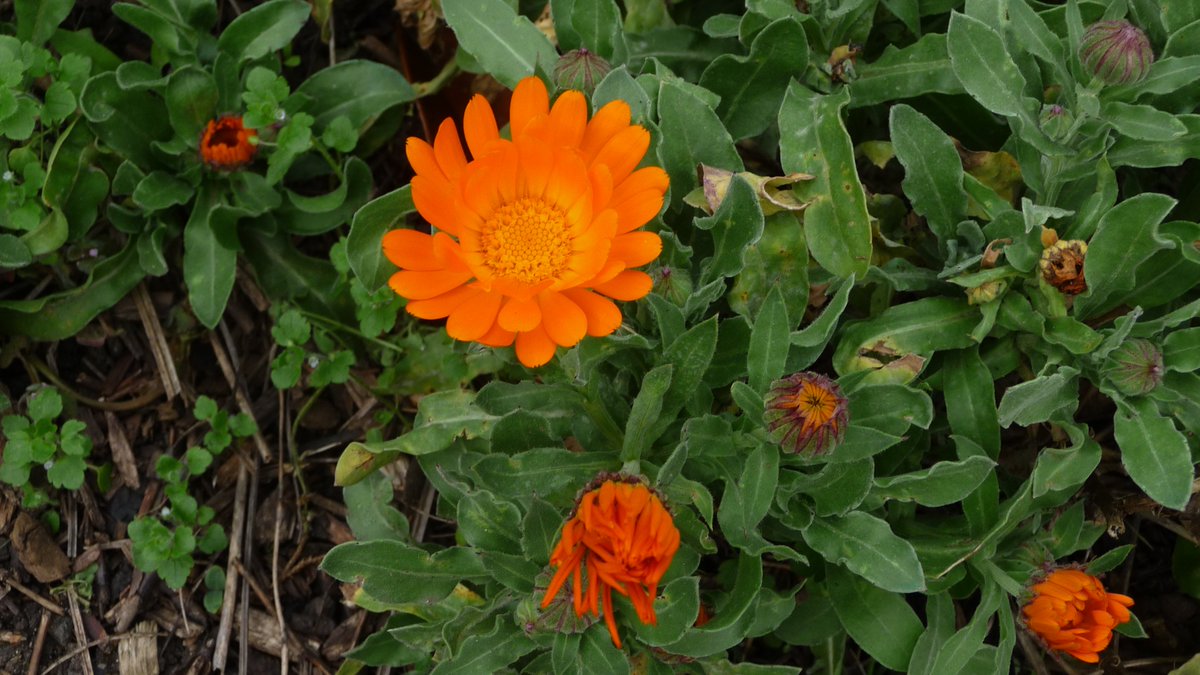katesandison's tweet image. I love Priory Park Community Gardens in Hornsey - if only all wasteland could be used like this.