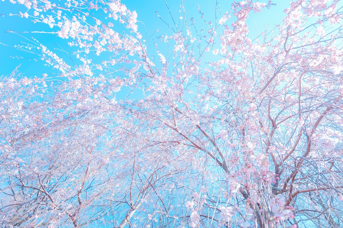 「#桜 」|amaのイラスト