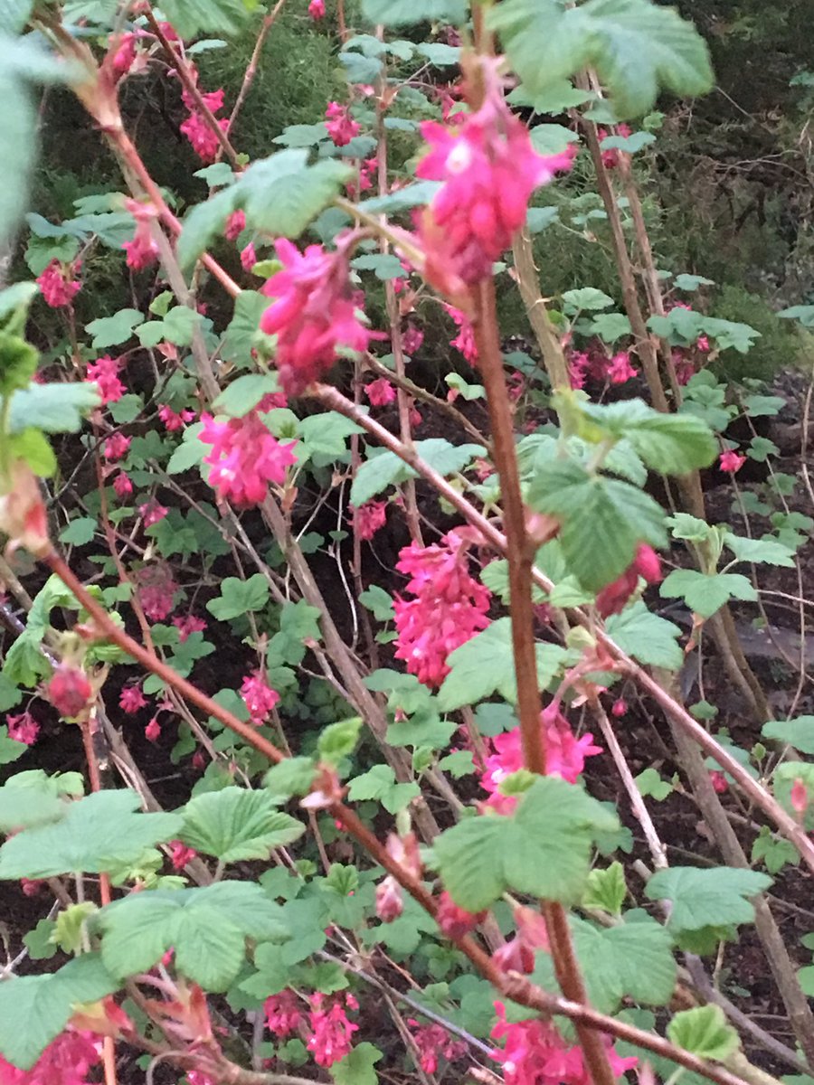 WaltzGarden's tweet image. Early start Spring breakfast this morning amid our flowering red currant, quince, fragrant hyacinth and some merry birdsong. #springhasarrived at #waltzgarden