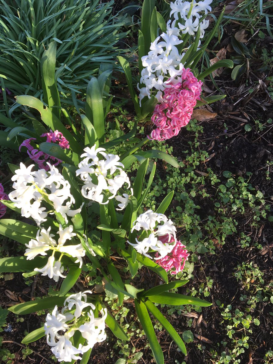 WaltzGarden's tweet image. Early start Spring breakfast this morning amid our flowering red currant, quince, fragrant hyacinth and some merry birdsong. #springhasarrived at #waltzgarden