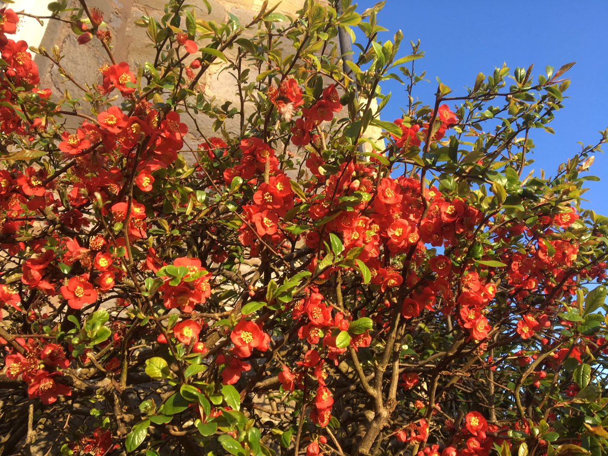 WaltzGarden's tweet image. Early start Spring breakfast this morning amid our flowering red currant, quince, fragrant hyacinth and some merry birdsong. #springhasarrived at #waltzgarden