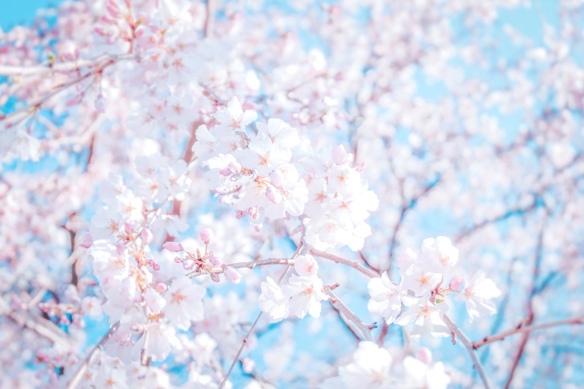 no humans cherry blossoms branch outdoors blurry blue sky sky  illustration images