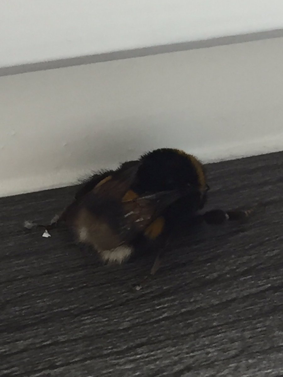 „Schläft die Hummel 🐝 Papi?“

Wie war das nochmal mit der Zuckerlösung... 🤔
