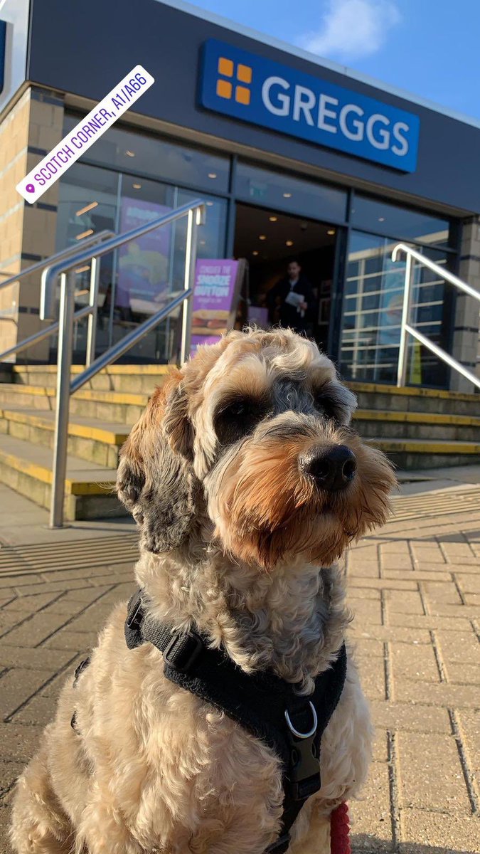 Bruce The Almighty Cockapoo grabbing a quick #greggs before a walk up #highcupnick 
<a href="/GreggsOfficial/">Greggs</a>
