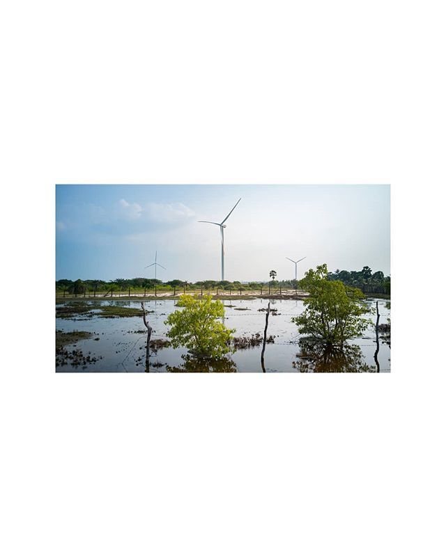 haseefonline's tweet photo. 🔖.🔹🔸🔹🔸
Wind Farm.
#Kalpitiya #KalpitiyaLagoon #KalpitiyaBeach #KalpitiyaSriLanka #WindMill #WindMills #WindFarm #WindFarms #Travel #Discover #Explore #LKA #SriLanka #Nova2i #HuaweiNova2i #HuaweiSriLanka #OOOO https://t.co/pmwBwh0m7u https://t.co/Pu8tP8BWrb