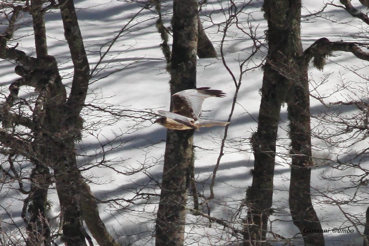 A migrating male Marsh Harrier flying over the snowy mountain. Pic by G. Cumbo #ornithology #birds #Raptors #birdmigration #birdsofprey straitobservatory.com