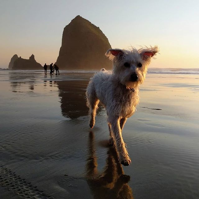 ParsaShams's tweet photo. Sunset stroll at the beach

#wauzer #doglife #dogsofinstagramSunset stroll at the beach

#wauzer #doglife #dogsofinstagram https://t.co/iWQ0VLB3rx