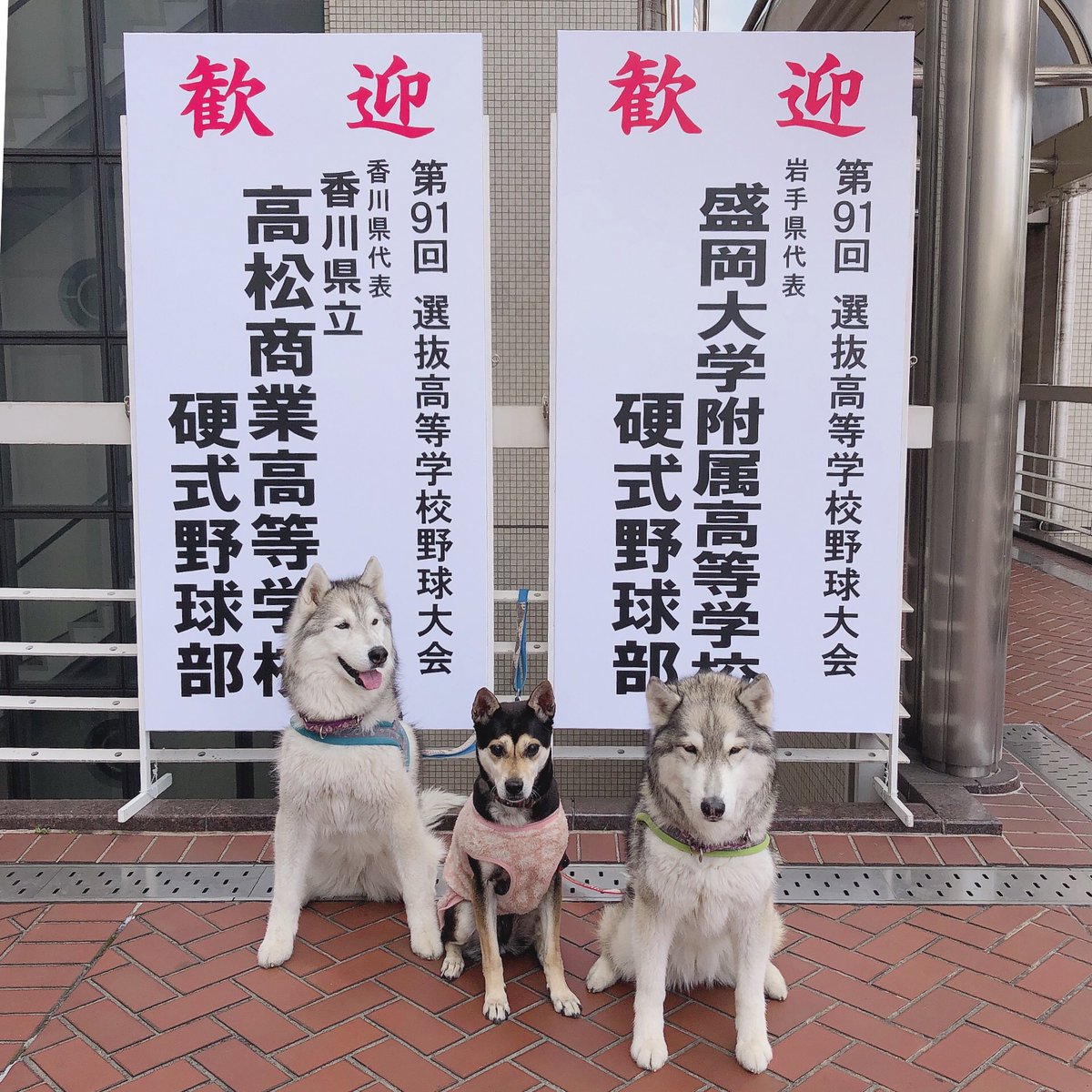 Hus5 1 今日は5時間のロング散歩 毎回恒例の 高校野球宿舎前でのpic ラグビーワールドカップ もう年以上前の イチローのサイン Siberianhusky シベリアンハスキー 雑種犬 保護犬 Kobe 神戸 多頭飼い ロング散歩 夢をありがとう