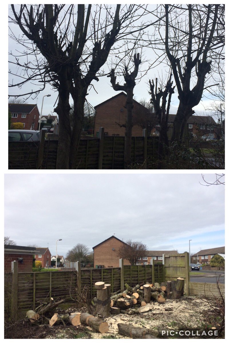 ljmtreecare's tweet photo. 4 badly pruned sycamores dropped and chopped for log for a customer 👍🏼 #sthil #greenmech150 #arborist #iveco #ms660 #ms441 #arborist150 #proto https://t.co/uLgsJfVHVL