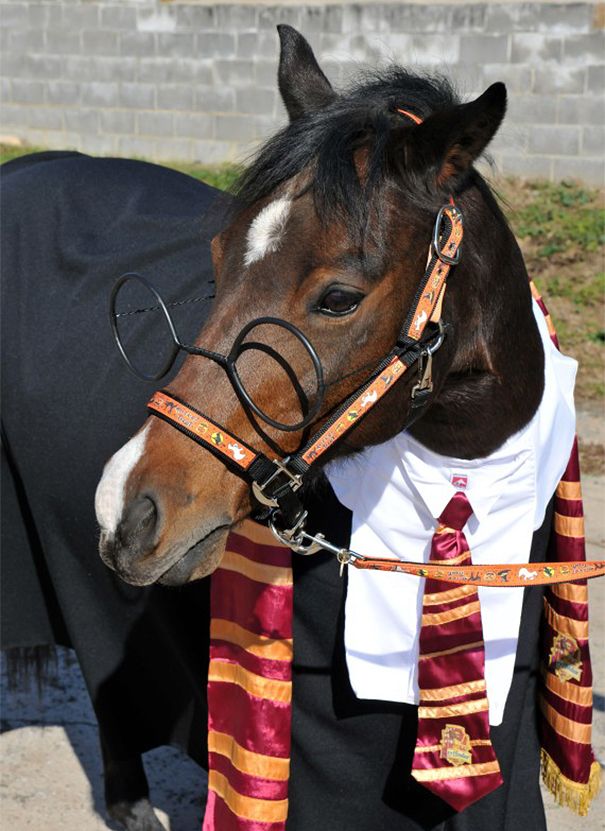 aponyhour's tweet photo. Some Sunday reading for all you #horselovers 
an #equineblogshare over on the #ponyhour #blog
https://t.co/J9Sap72GJm …
Includes articles on 
#cats &amp; horses 
#equine over population
#SantaAnita racetrack
Feeding before exercise
#historical riding 
+link to a digital mag
Enjoy! https://t.co/HcEzi9hrYb