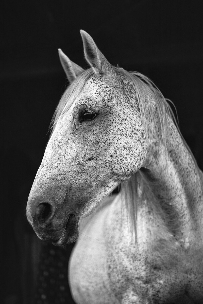 af_horse6's tweet photo. https://t.co/oYjW4j6PrC