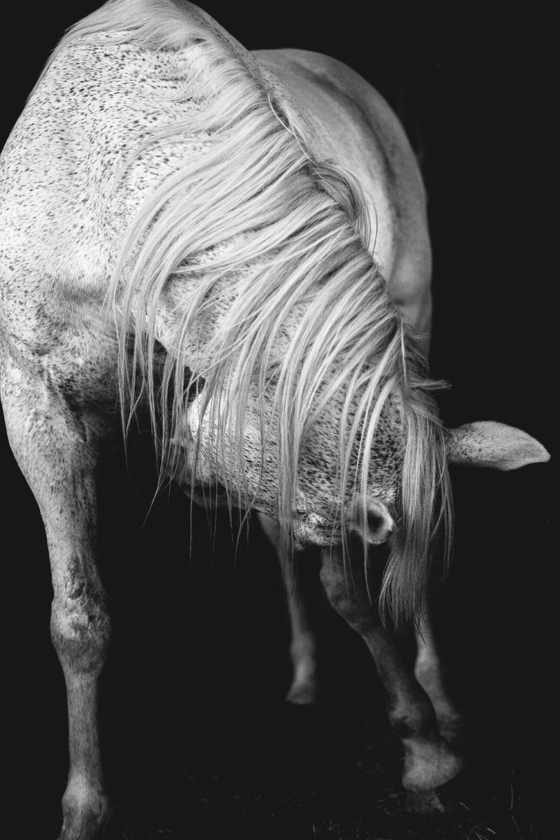 af_horse6's tweet photo. https://t.co/oYjW4j6PrC