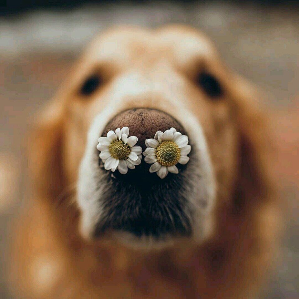 dotty4paws's tweet photo. Good morning #UkGiftAM 🐾🙌🏼 Our latest edition of The Bark Post is live! 

Sniff out some wooftastic #mothersdaygiftideas, read our latest #dogblogs &amp; sniff out some #dogfriendly holiday destinations 🐾💐💕

https://t.co/UawAAJb9gl

#SundayMorning #UKGiftHour #Mothersday2019 https://t.co/dXY51BWmXc