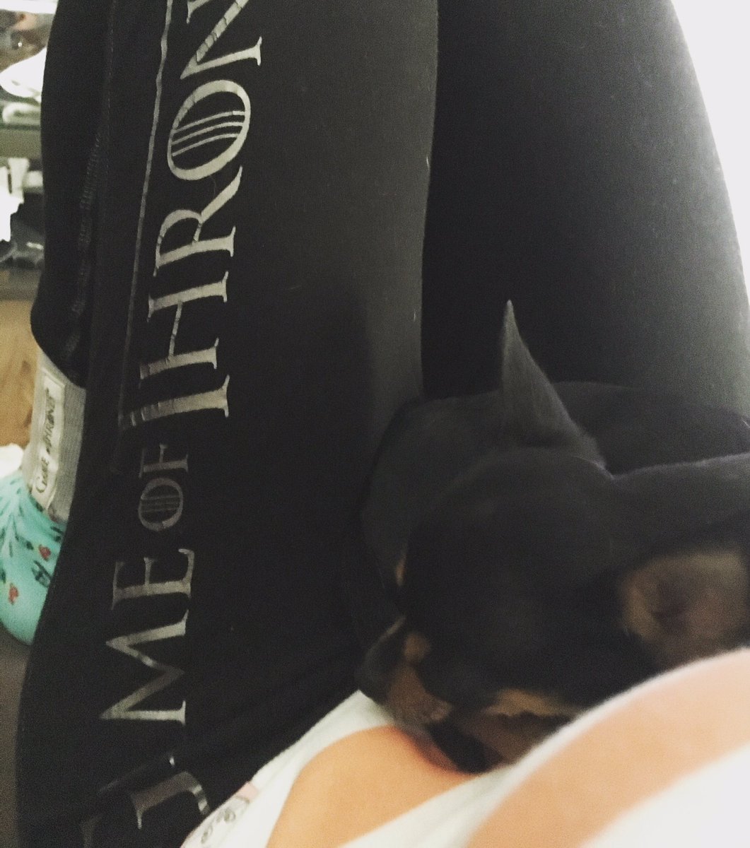 Ted37333467's tweet photo. Sonntag genießen ❤️🐕☀️ #Chihuahua #chi #GameofThrones #got #GOT #staffel8kannkommen #binbereit #freumichdrauf #sonntag #genießen https://t.co/1l879M9aW3