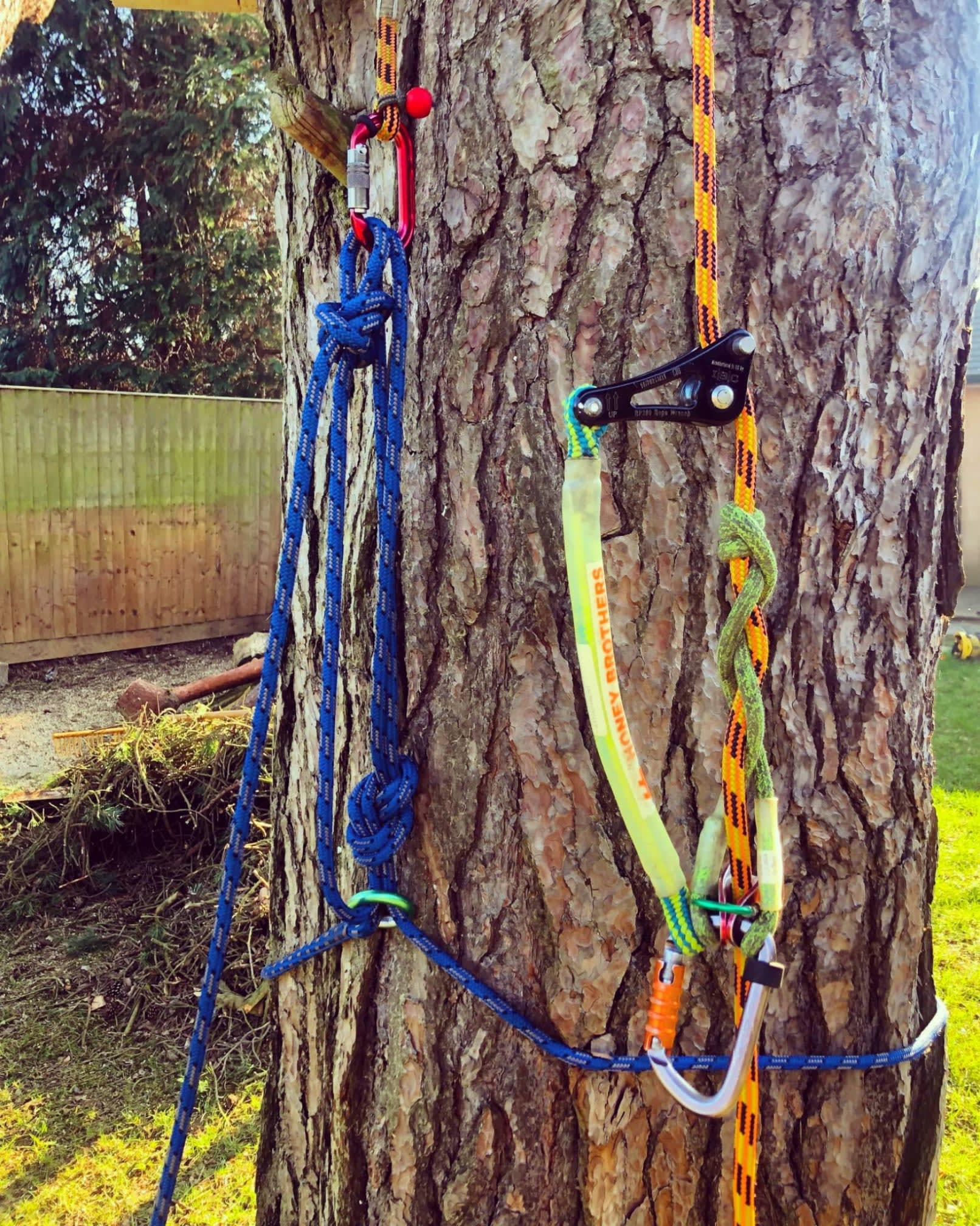 Alpha Arbor Ltd. on X: SRT setup - ready to climb a big Pine tree