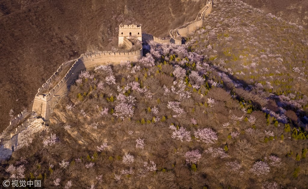 ChinaDaily's tweet photo. Apricot flowers are in full bloom near the Great Wall in Beijing. #China https://t.co/kybA2ZgWy4