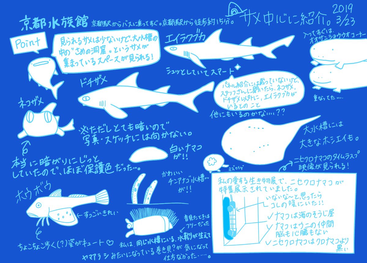 けいこっとん ゆるサメイラスト ありがとうございます 水族館のレポートを描くのが自分でも楽しくて それをまた楽しみに下さり 感激です 今度はぜひ エイラクブカも見て下さいね シュッとしていて かっこいいです