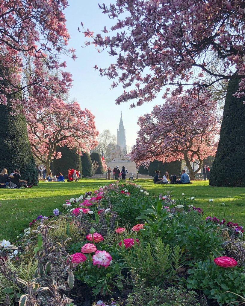 MorganeNoeppel's tweet photo. Strasbourg et ses magnolias 🌺🌸 https://t.co/GelGr1VRPQ