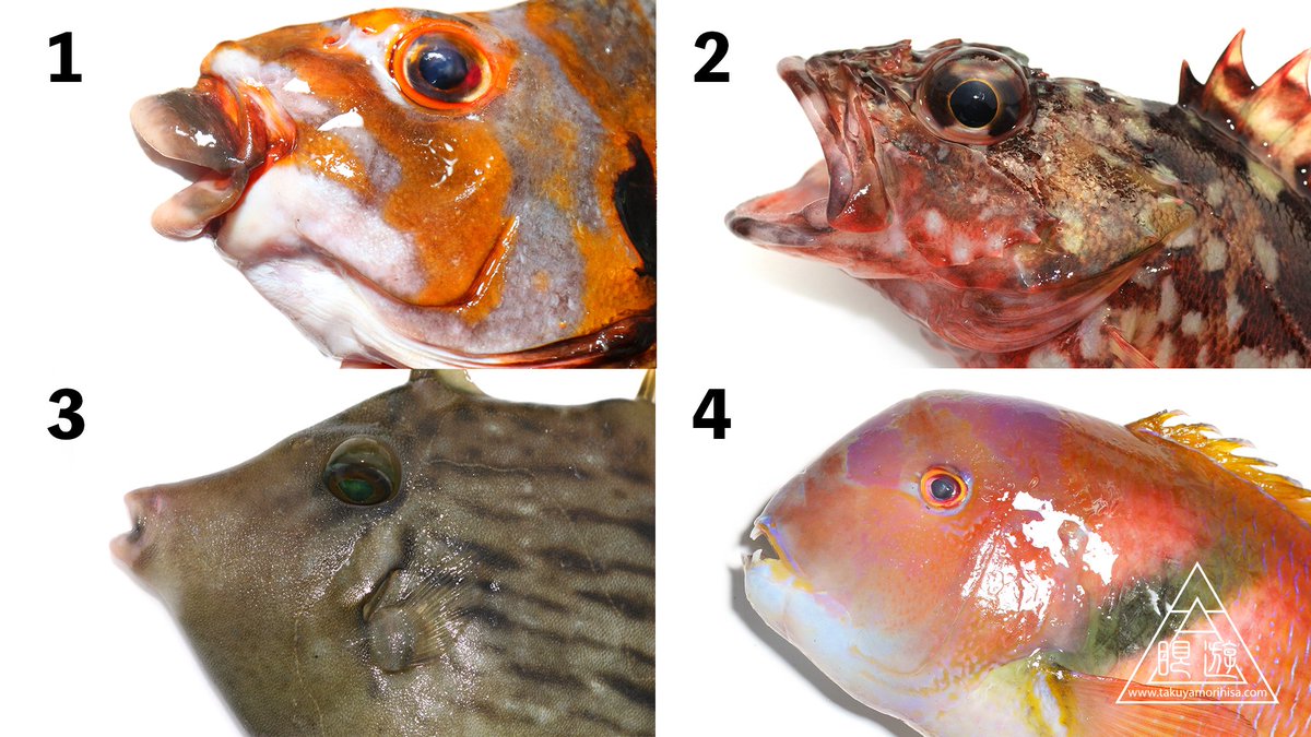 眼遊 Ganyu 魚博士に挑戦状 次に挙げる名称は対馬における魚類の地方名である それぞれの地方名に対応する種の写真を１ ４から選べ A ろっぽう B なべくさらかし C ほしかり D きこり 答えは対馬魚類図鑑で