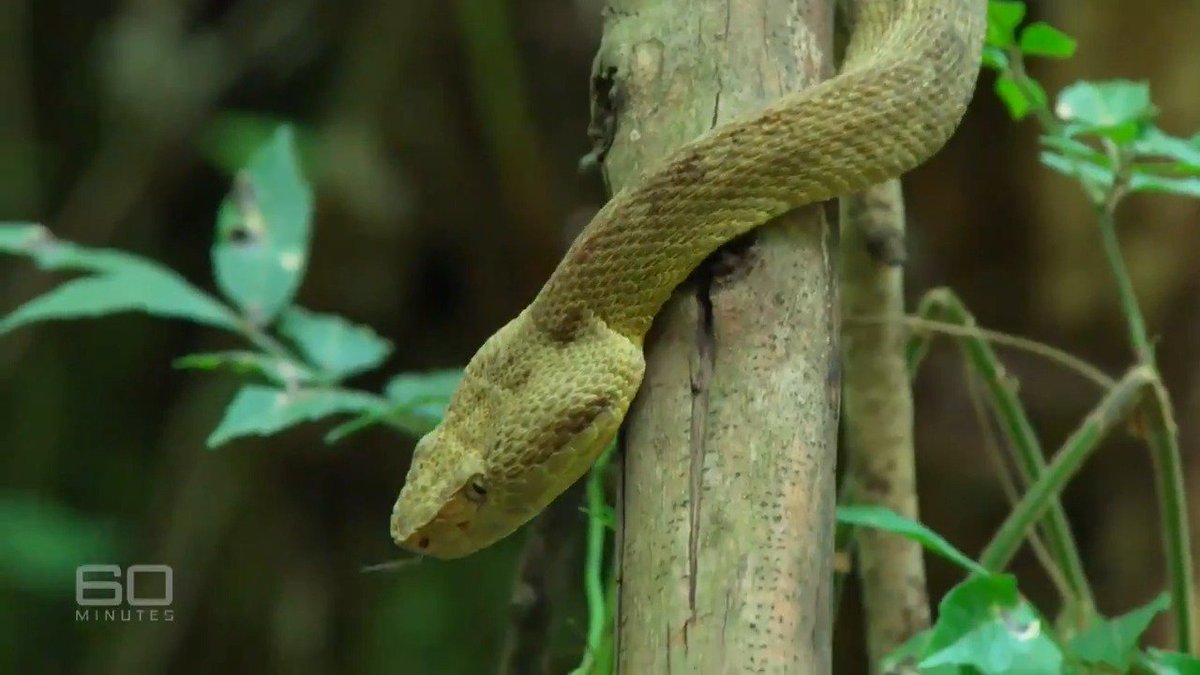 Golden Lancehead Vipers: The Golden Lancehead Vipers are one of the