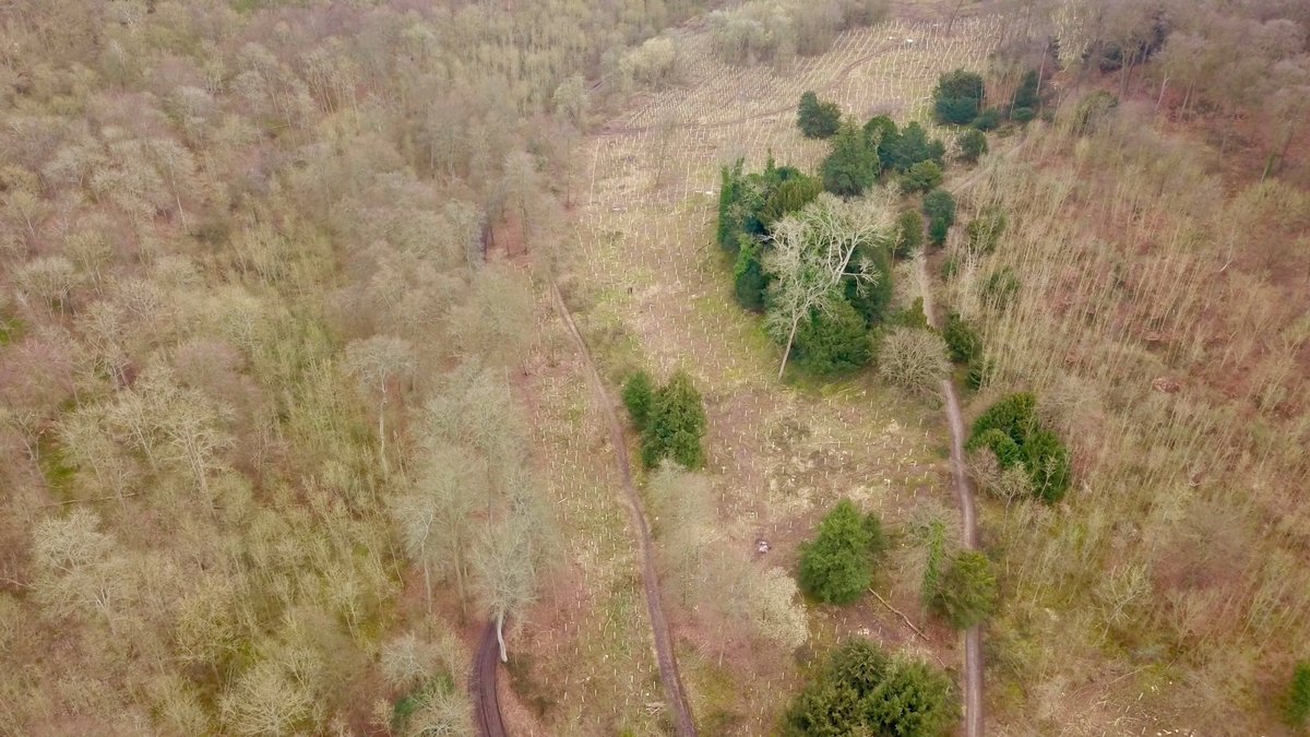 BmtsF's tweet photo. Some aerial photos of our ash dieback restocking project in south Oxfordshire. 

Exciting to think that in years to come, the seed from these trees will help diversify the surrounding beech monocultures typical of the Chilterns area.

#ashdieback #chilternsaonb https://t.co/lnfVoMyTH8
