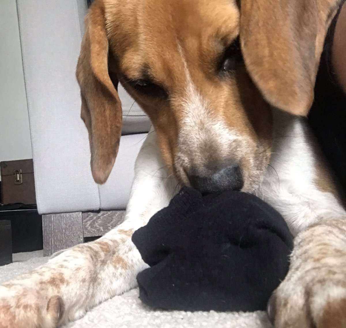 BeagleandMe's tweet photo. #DailyMabel

Today we have a sock thief who enjoys a belly tickle https://t.co/nxRyDLkSio