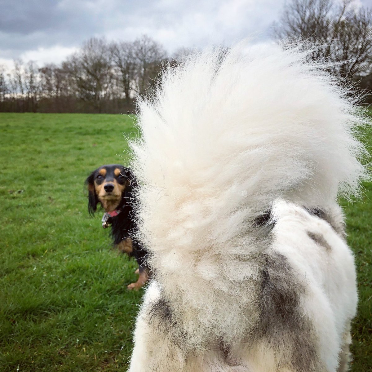 DogsSmug's tweet photo. Almost didn’t see you there Pip 😆 https://t.co/YHYhfa0qaz