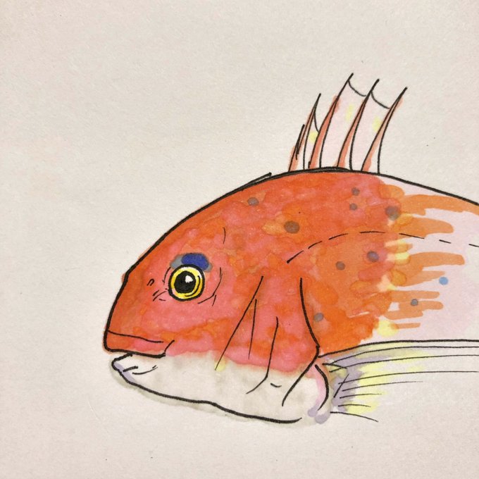 マダイのtwitterイラスト検索結果 古い順