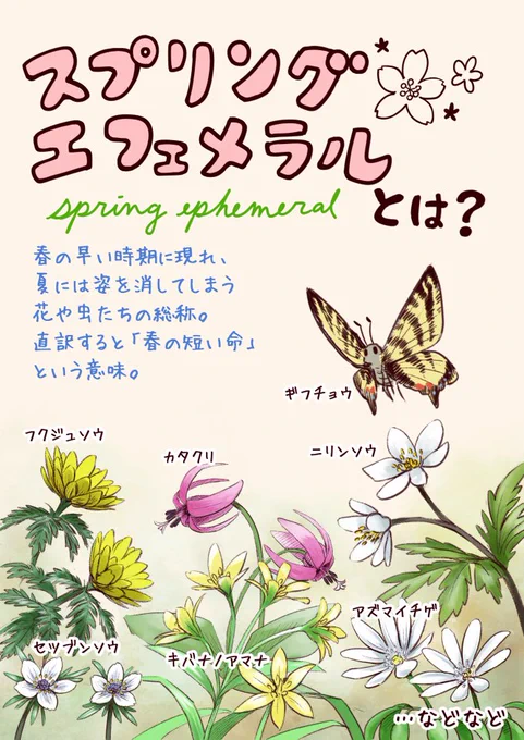 今の時期に見られるスプリング・エフェメラル。必殺技か魔法みたいな名前ですが、こういった意味です。 