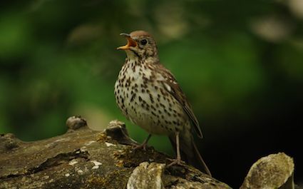 thedailymash's tweet photo. Britain enchanted by birds telling each other to f**k off
https://t.co/OxaXNwXIRj https://t.co/qLkJwwCu4E