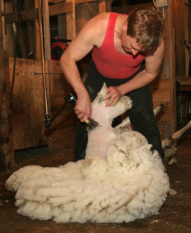 TopsyFarms's tweet photo. Come visit Shearing at Topsy Farms on Easter weekend.  It is free but you need to reserve a time under Events on our store. Kids encouraged but no pets please.
#familyouting #freeactivities #ruraladventure #farmadventures #kidfriendly https://t.co/QKIP2a1DSQ https://t.co/8gOdGWbpZD