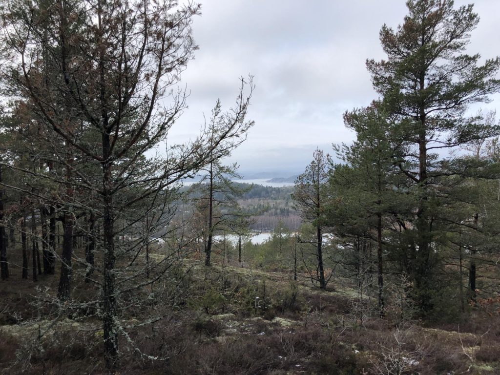 o_norge's tweet photo. Sesongåpning i orientering neste helg https://t.co/XGSroYCAGY https://t.co/LwQVS31yyB