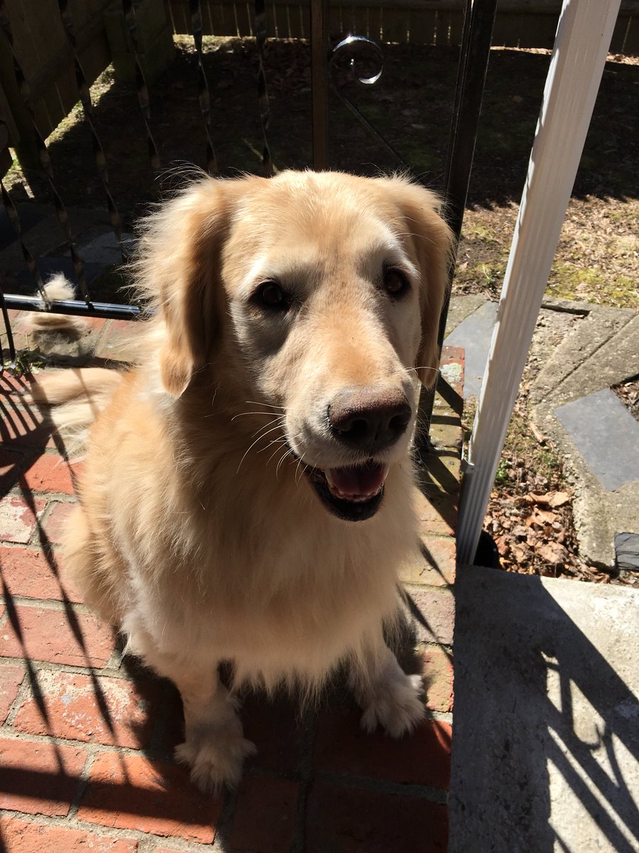 myhoneyg_honey's tweet photo. Peanut butter and a little extra in my breakfast, rolling and getting dirty, so this is my first gift (!) and me sitting pretty all brushed! #Iam9 https://t.co/o0pXzERhSc
