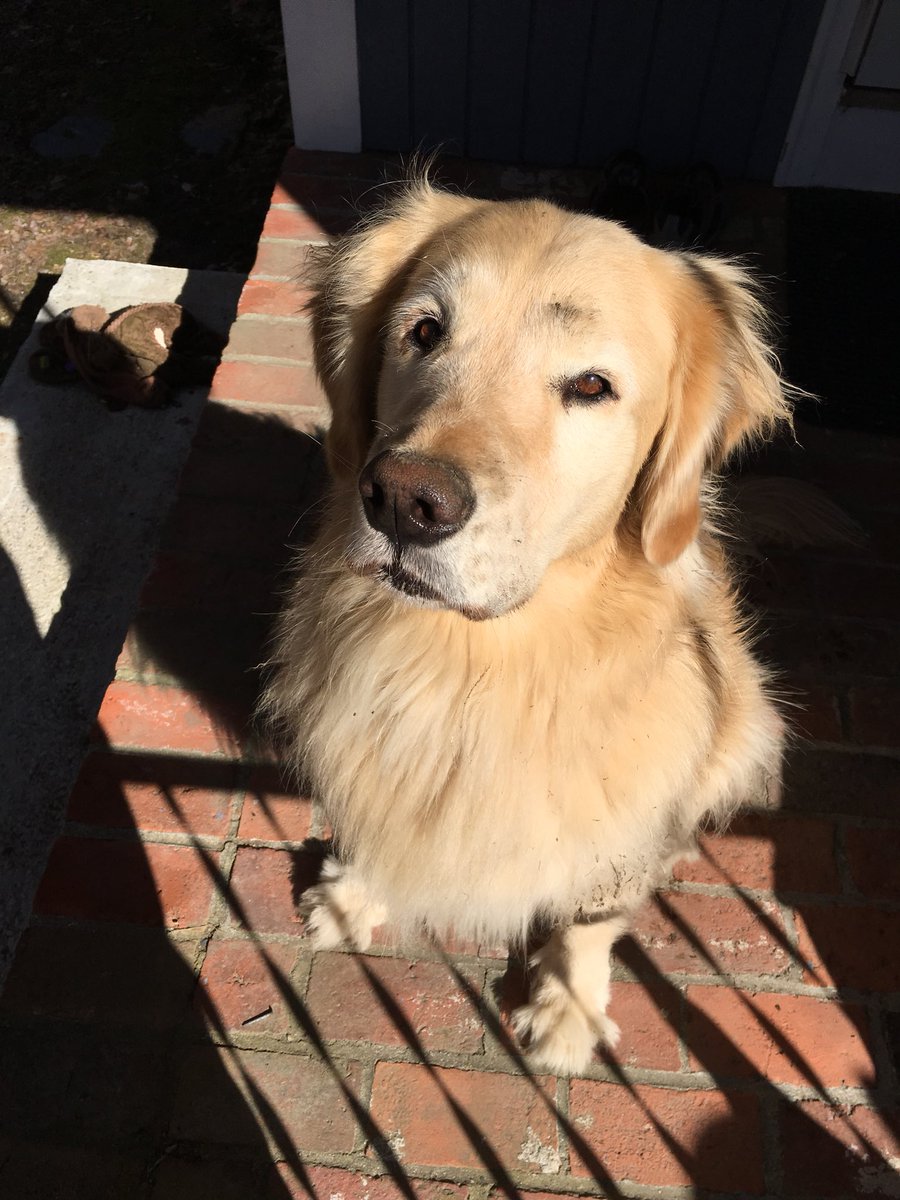 myhoneyg_honey's tweet photo. Peanut butter and a little extra in my breakfast, rolling and getting dirty, so this is my first gift (!) and me sitting pretty all brushed! #Iam9 https://t.co/o0pXzERhSc