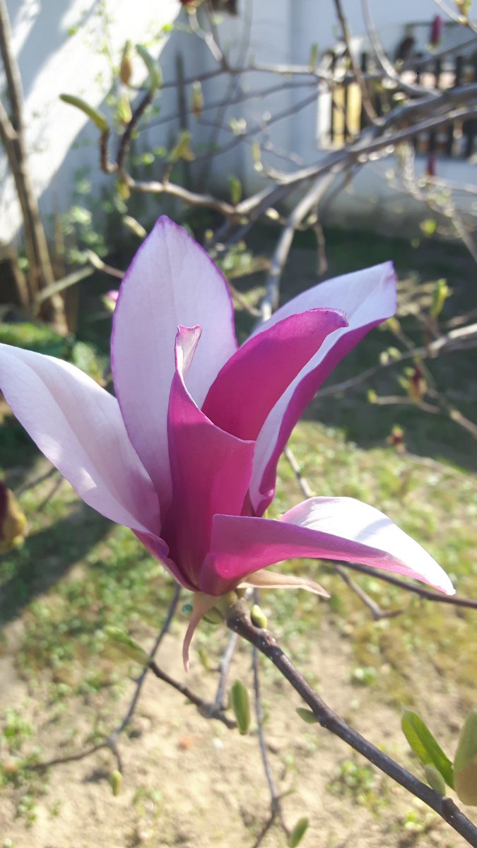 jelenaculum's tweet image. Magnolia in my parents garden. So beautiful