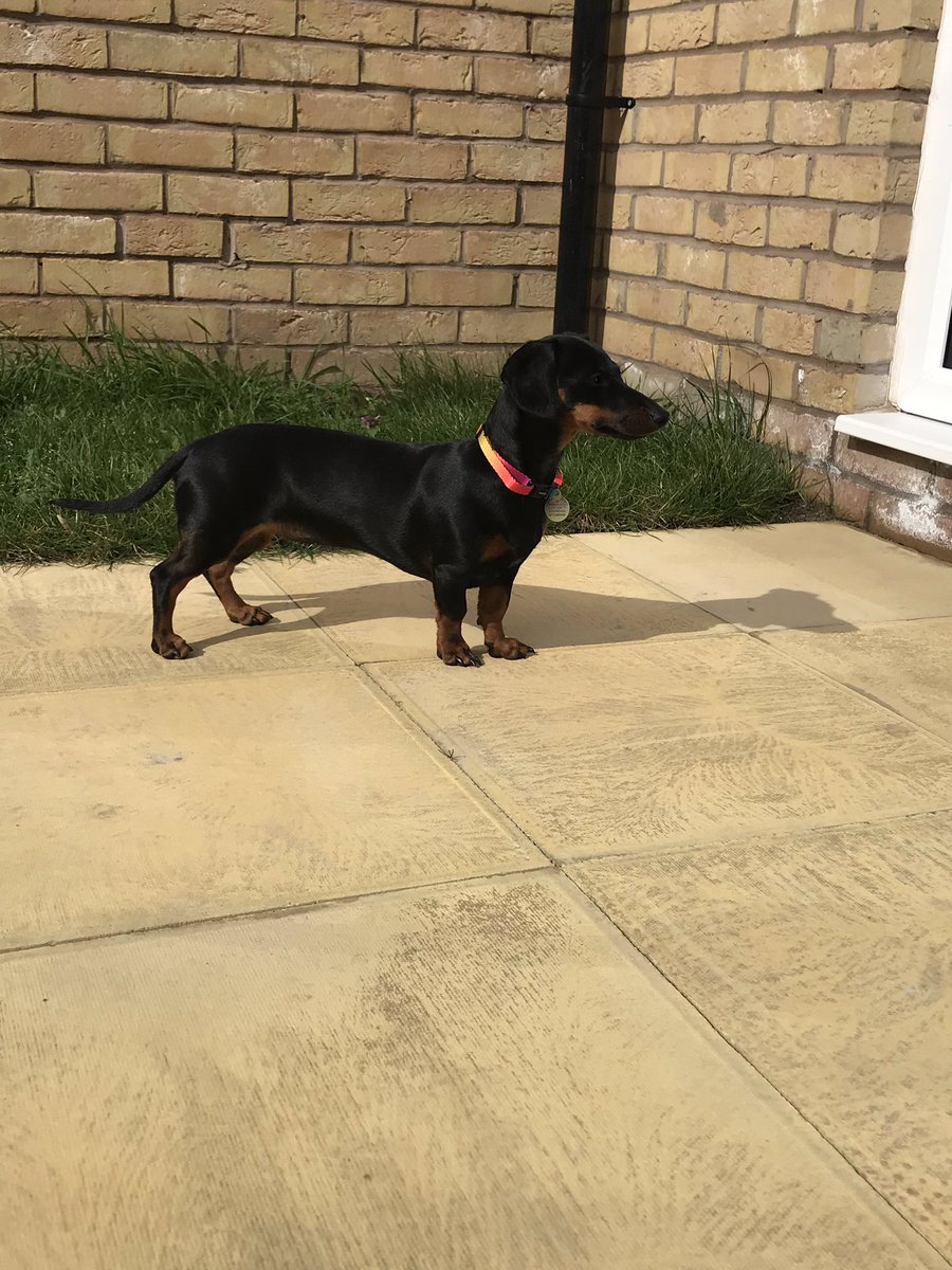 If anyone in the Norris Green area of Liverpool sees a mini sausage dog, her name is Evie please dm me!!
#lostdog #liverpool #norrisgreen