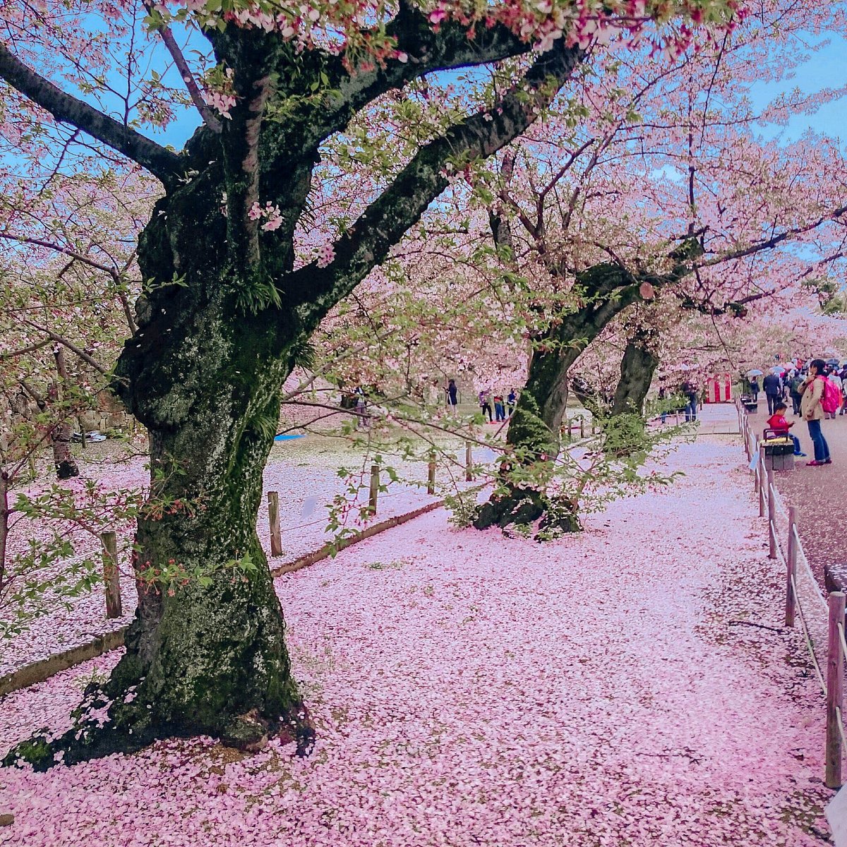 JaponEamigos's tweet photo. Hoy florecen los sakura.  #桜⁠ ⁠⁠ ⁠⁠Dadle like desde el móvil y ved qué pasa 😍😍 🌸🌸🌸🌸 https://t.co/SqMVFJU518