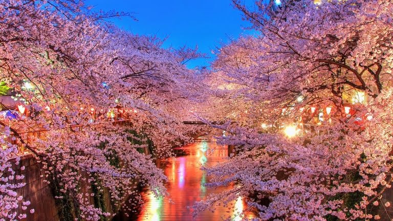 JaponEamigos's tweet photo. Hoy florecen los sakura.  #桜⁠ ⁠⁠ ⁠⁠Dadle like desde el móvil y ved qué pasa 😍😍 🌸🌸🌸🌸 https://t.co/SqMVFJU518