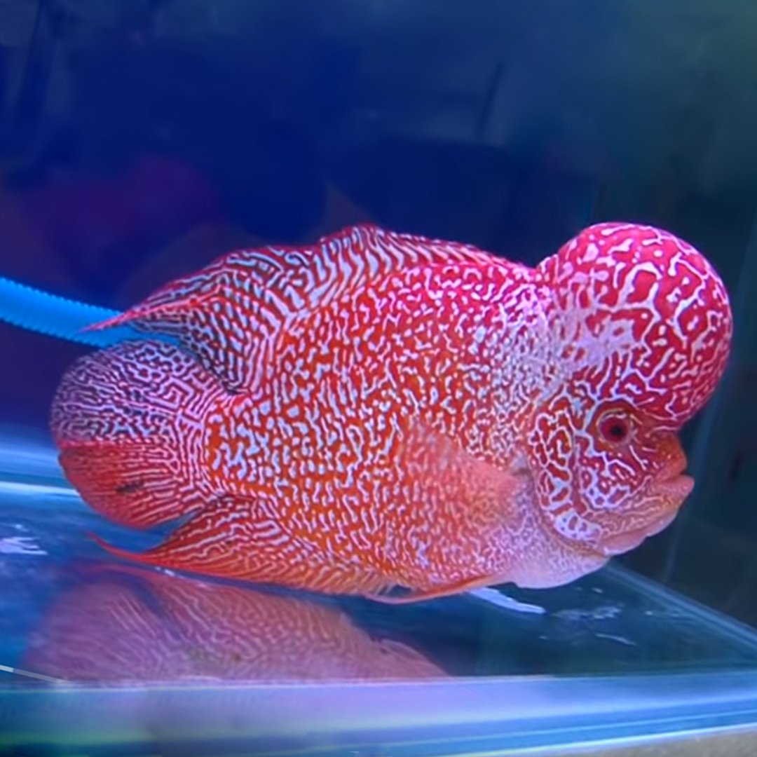 CoolFishNetwork tweet picture