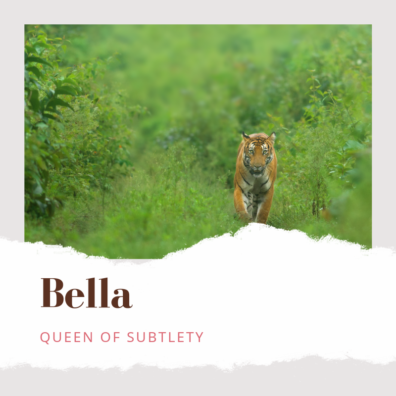 TheBisonKabini's tweet photo. Meet Bella, ghosting through the jungle navigating her way amidst the summer landscape. Our naturalists are some of the best in the country and when you book a stay with us you have a chance to experience Kabini unlike ever before. Call us to make a booking +91 70221-55961. https://t.co/KzLpI8kZsw