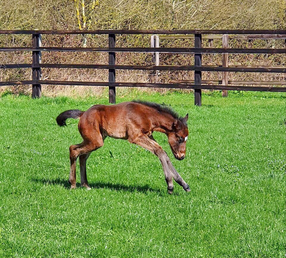 Nixterr1's tweet photo. Just 21hrs old what a gutsy feisty filly. Cant ask for more - strong well put together bundle of pure wonderment @greatAclaim @FARRINGTON_D @PhoenixThoroug1 @oismurphy @NatStudStallion #awesomeDam #Nikita #thoroughbred #madeforspeed https://t.co/SSRRSpLn79
