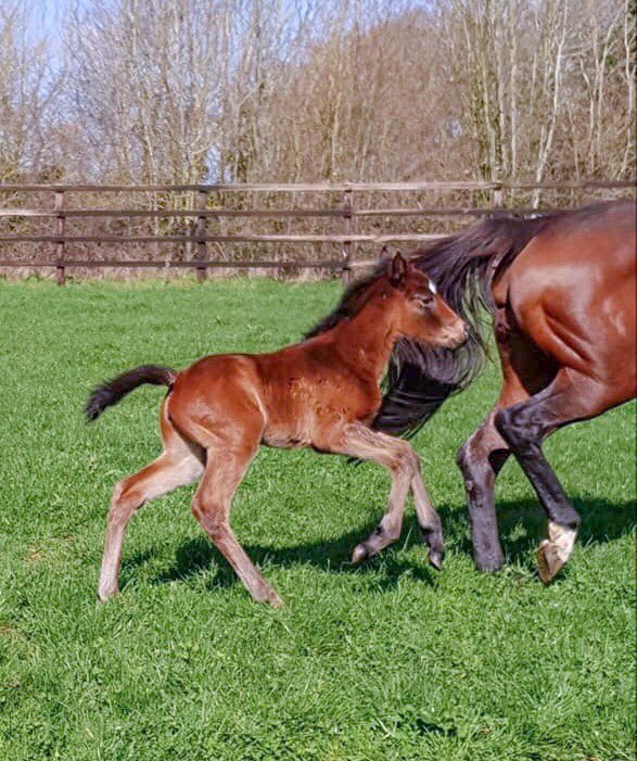 Nixterr1's tweet photo. Just 21hrs old what a gutsy feisty filly. Cant ask for more - strong well put together bundle of pure wonderment @greatAclaim @FARRINGTON_D @PhoenixThoroug1 @oismurphy @NatStudStallion #awesomeDam #Nikita #thoroughbred #madeforspeed https://t.co/SSRRSpLn79