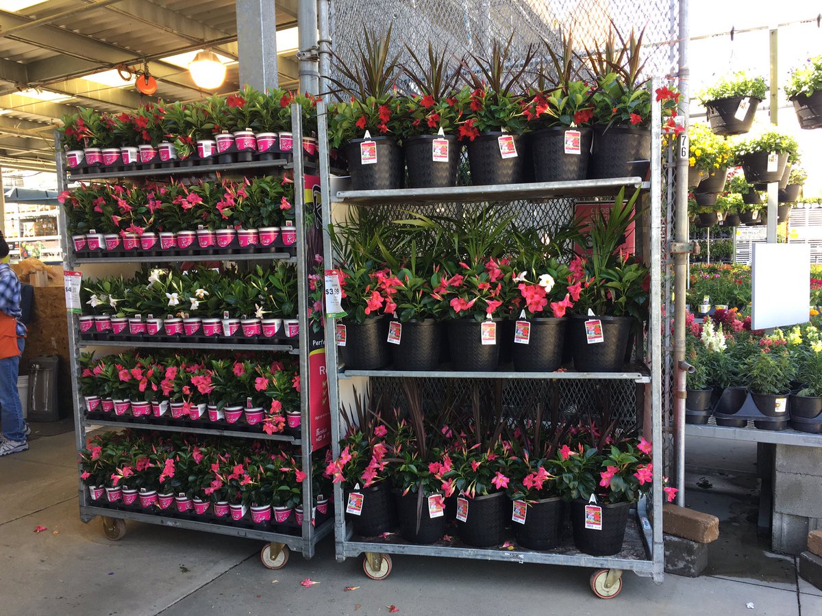 PPSLinda's tweet photo. HD1126. #itsRiotime @PPSinHD @DanielHortonTHD @BobbyBoaenTHD @PNewtonPlants @Stephen_E_Camp @DyerEric18 @DutileKathleen https://t.co/iSrLS4qiHd