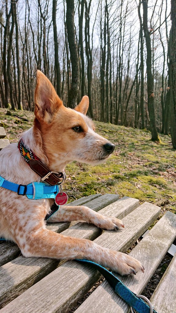 Judith_Claassen's tweet photo. Heute ist die Sonne rausgekommen und wir haben Rehe gesehen. Aufregung! 🙃😳 #hunsrück https://t.co/26iAUZmKNF