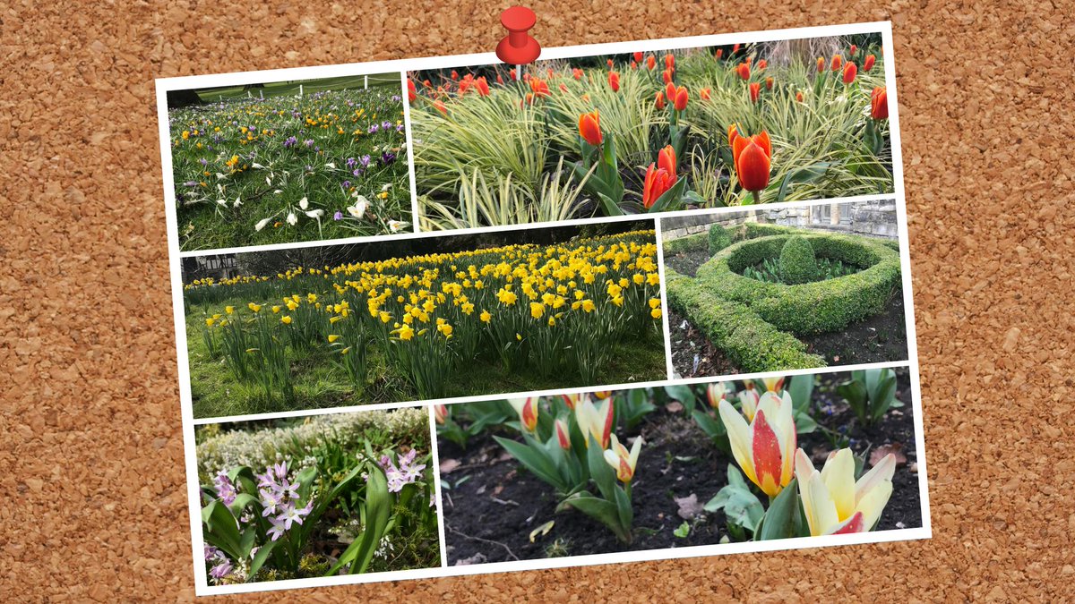 northernassist's tweet photo. ๐ผ๐ท We hope you've enjoyed ^TW's guide to the #FirstFlowersOfSpring this week! Which one was your favourite? Or perhaps you have one we didn't feature? ๐ท๐ฎ https://t.co/2u4K2AuBMT