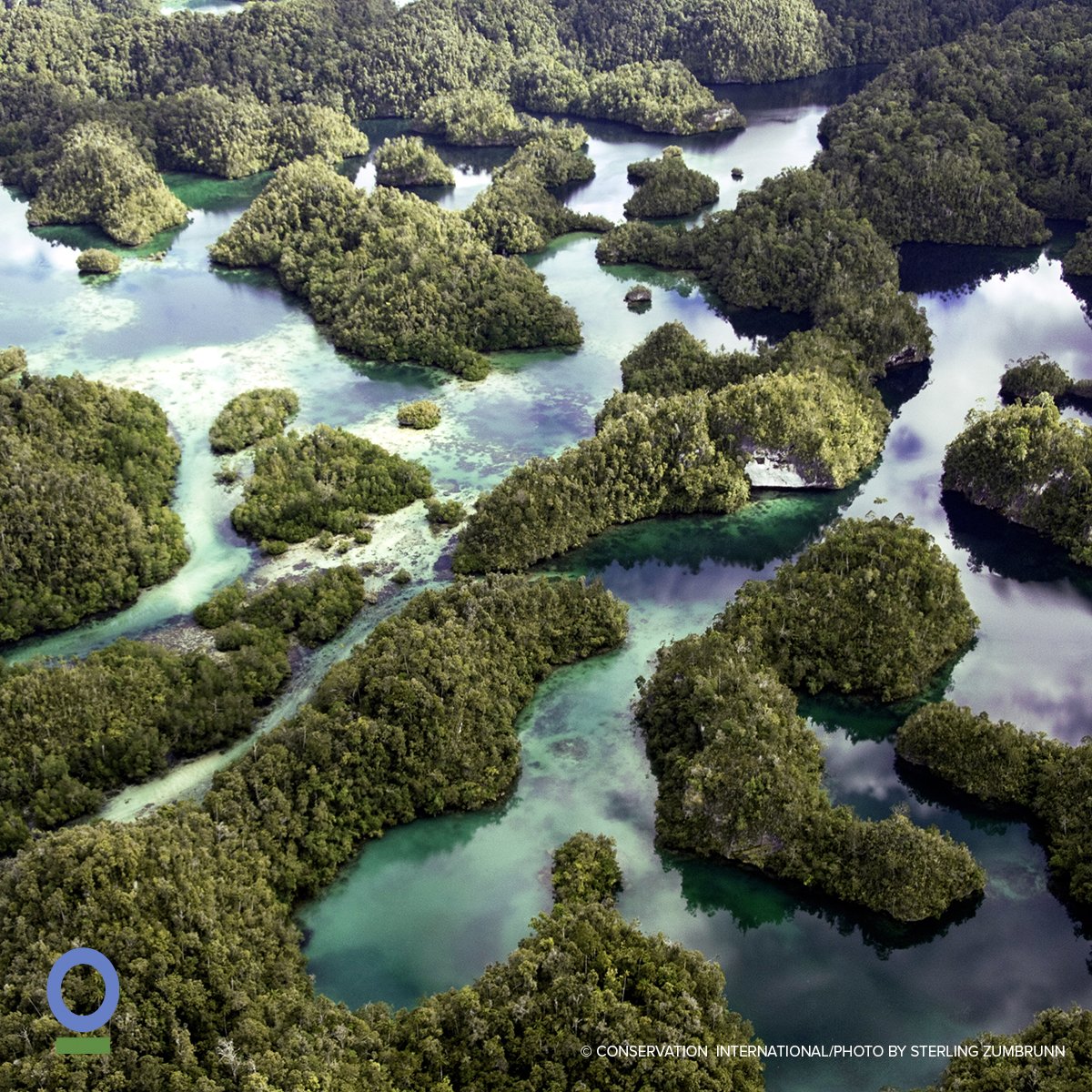 ConservationOrg's tweet photo. 3 years after West Papua first declared it would set out to become a conservation province, Indonesian parliament APPROVES legislation. The country’s first conservation province is a significant shift in moving towards more sustainable development. https://t.co/3NYzFXS53r https://t.co/nmnZfvjMRK