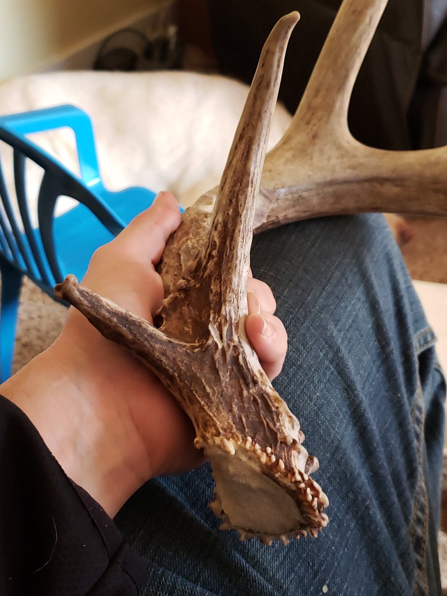 FMF_Outdoors's tweet photo. Finding a surprise hammer always makes the day better. #whatgetsyououtdoors @BoneyardSeed https://t.co/UC4BPjTtRR