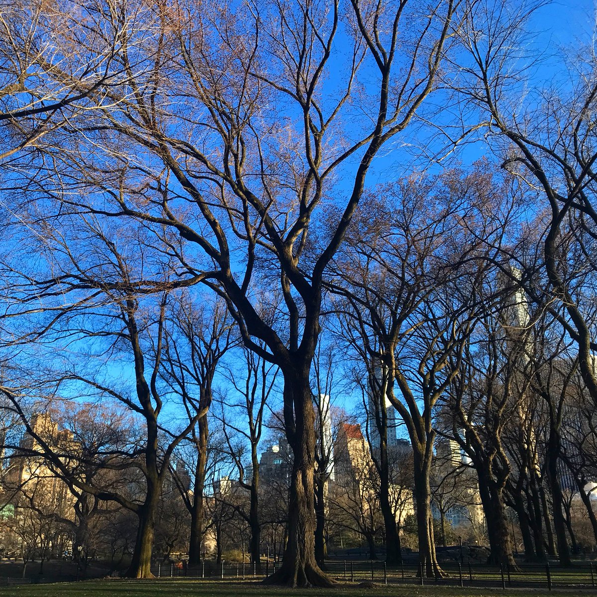 citygirlwrites's tweet image. “Trees are poems that the earth writes upon the sky. ” - Kahlil Gebran 
#sundayviews #centralparkviews #ilovetrees #nycwalks